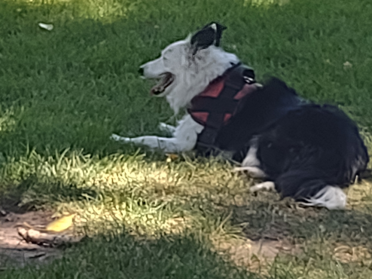 Field Day - June 2024 — photograph 54